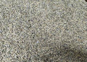 Owies tegoroczny oraz śruta