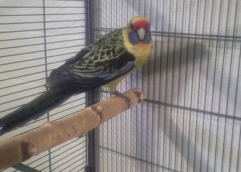 Papugi rozelle kaledońskie