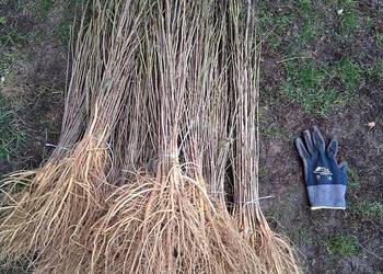 Sadzonki morwy biała czarna hibiskusa i Katalpa
