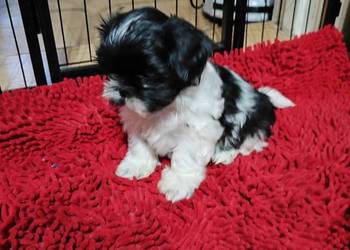 Shih tzu