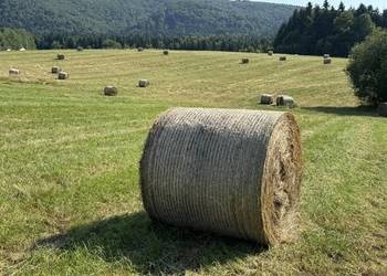 Siano, Bele siana 120x130 *TRANSPORT*