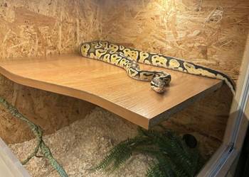 Pyton królewski z terrarium