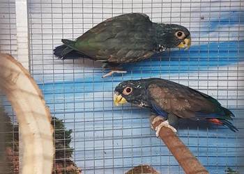 Piona bronzowoskrzydła para Piona bronzowoskrzydła para