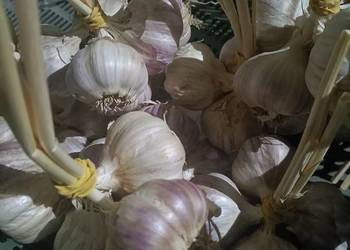 Sprzedam czosnek Harnaś na kg