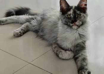 Maine Coon kotka do hodowli  rodowód FPL