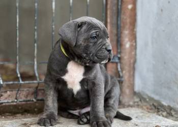 Cane Corso szczenieta rodowodowe błekitne i płowe Cane Corso szczenieta rodowodowe błekitne i płowe