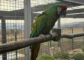 Ara militaris samiec do rozrodu