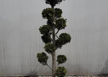 Cyprys "Ivonne" Bonsai 160-180cm