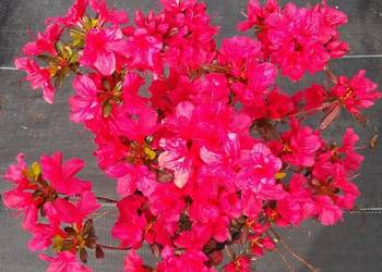 AZALIA JAPOŃSKA 'Maruschka'