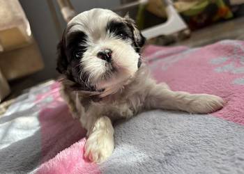 Suczka shih tzu do rezerwacji