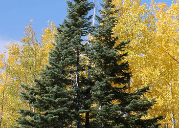 JODŁA GÓRSKA   ARIZOŃSKA  Abies lasiocarpa NASIONA 600 sztuk - 10g.