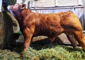SPRZEDAM  byczka, buhajka na rozpłodnika rasy Limousine 100%, BEZROŻNY