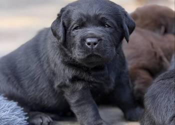 Czekoladowe i Czarne szczenięta Labrador Retriever FCI