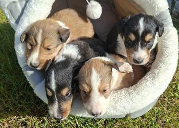 Owczarek Szkocki Collie Szczeniaki