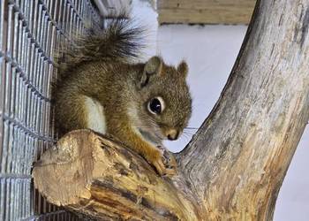 Wiewiórka HUDSONA samiec 2025r