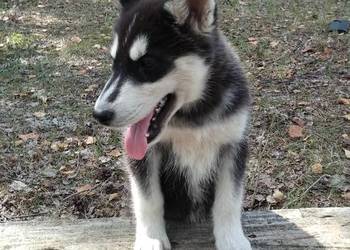 siberian husky suczka