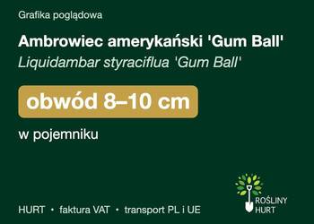 Ambrowiec amerykański 'Gum Ball' obwód 8-10 cm, w pojemniku – HURT