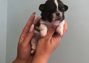 Mini sunia shih tzu