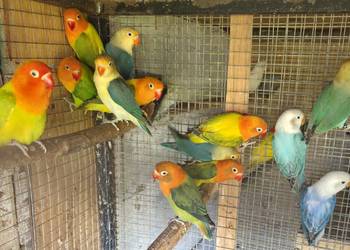 Nierozłączki Fischery