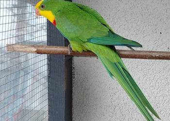 Sprzedam samca barabandy