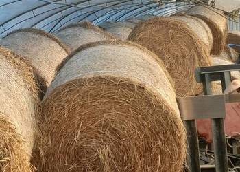 słoma, siano
