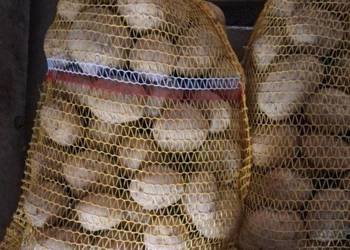 Ziemniaki 15kg Irga białe ładne bez robaka i rdzy nawozów naturalne pyszne Ziemniaki 15kg Irga białe ładne bez robaka i rdzy nawozów naturalne pyszne
