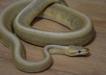 Python regius