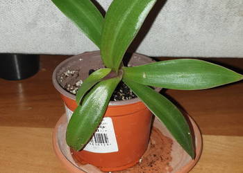 Trzykrotka, reo meksykańskie, do domu, ogrodu lub na balkon