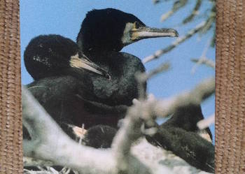 KORMORAN CZARNY - DOSKONAŁY NUREK I LOTNIK