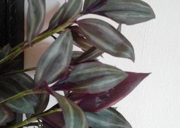 Tradescantia multicolor trzykrotka ciekawa odmiana roślina