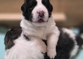 MASTIF PIRENEJSKI ZKWP FCI