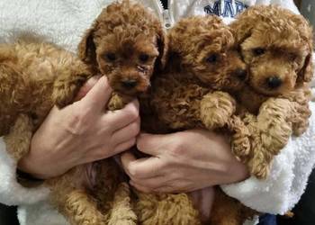 Pudel miniaturowy red rezerwacja