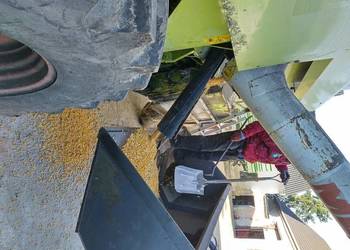 KUKURYDZA SUCHA W WORKACH