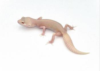 Gekon lamparci Diablo Blanco - czerwone oczy