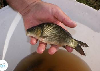 Karp pełnołuski sazan