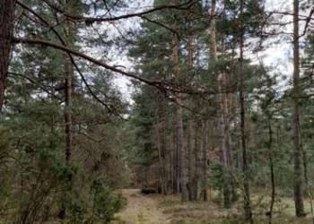 Działka las 1.94 hektara