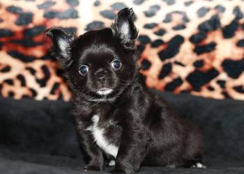 Chihuahua długowłosa suczka ZKwP FCI