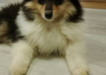 Owczarek szkocki collie ZKwP (FCI)