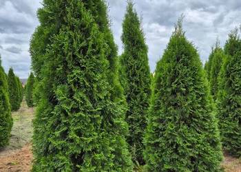 Tuja szmaragd 200-220cm sadzimy cała Polska transport krótkie terminy