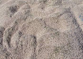 Sprzedam Lubin na poplon bądź pasze