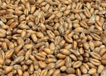 Pszenica ozima 2025 * Ładna *