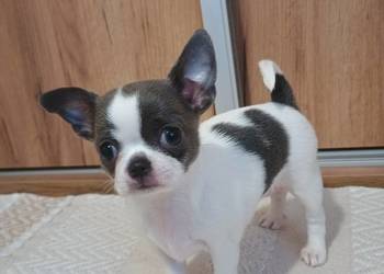 Chihuahua dziewczynka piękna