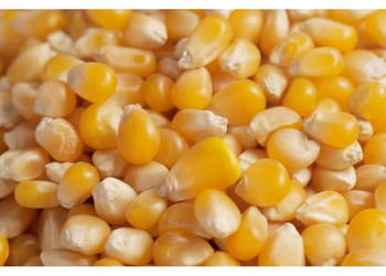 Hurtowa sprzedaż żółtej kukurydzy