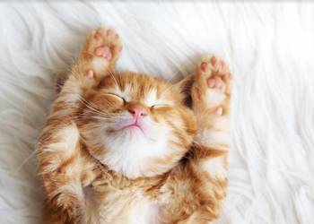 Opieka nad Kotem, opiekunka, pet sitter, felinoterapeuta,