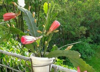 Epifilium, Epiphyllum, sukulent.