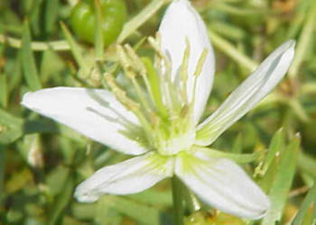 POGANEK RUTOWATY Peganum harmala NASIONA 13000 sztuk - 10g.