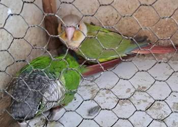 Sprzedam papugi rudosterki