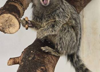 Małpka Marmozeta białoucha