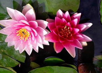 Lilia  wodna nenufar