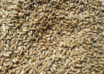 Przenżyto zbiór 2025 około 3t